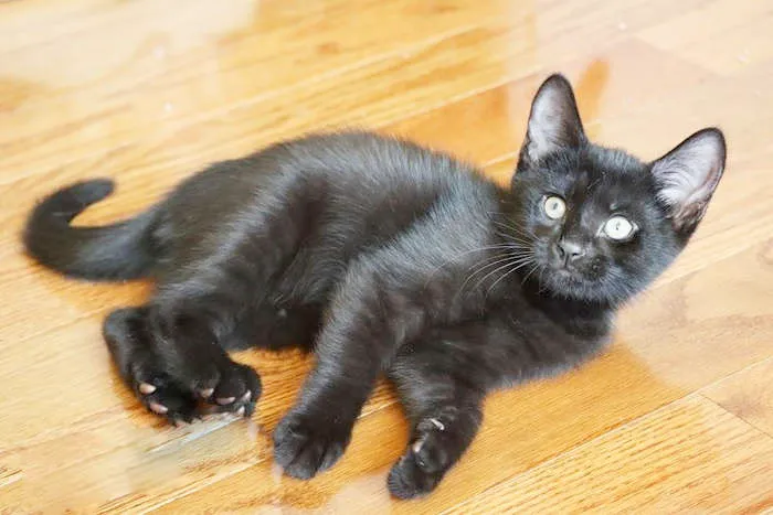 Marblehead Animal Shelter seeks homes for foster cats