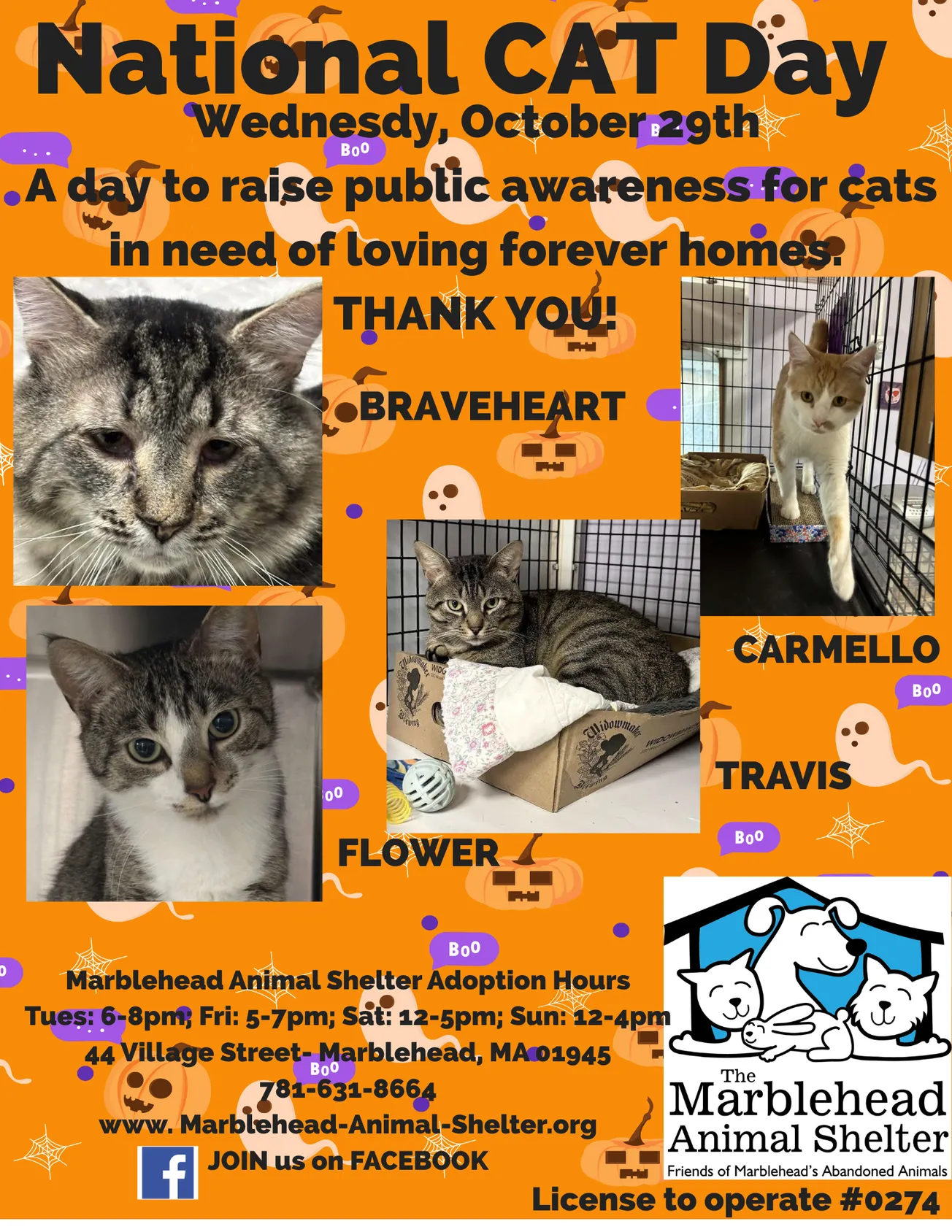 Marblehead Animal Shelter to mark National Cat Day