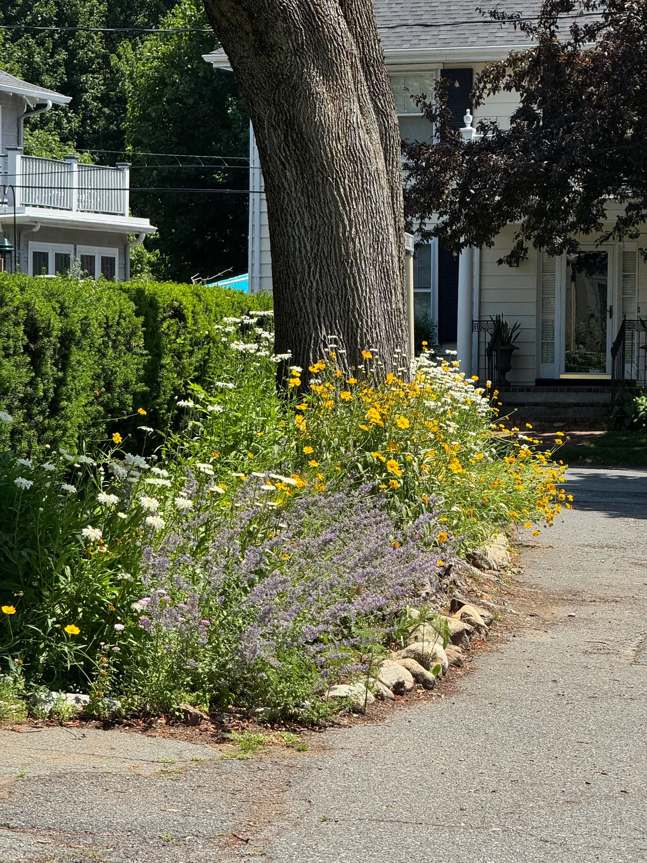 COLLEEN’S GARDEN: Frost, a nor’easter and bugs, oh my!