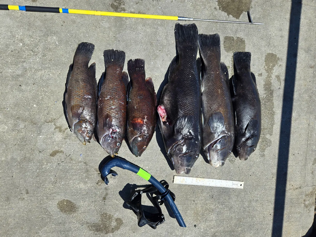 BENEATH THE BLUE: Discovering Marblehead's underwater harvest