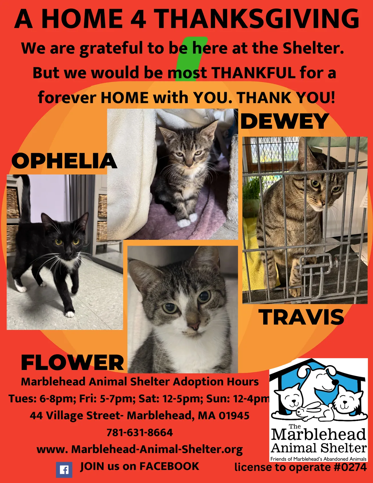 Marblehead Animal Shelter seeks ‘Home 4 Thanksgiving’ adoptions
