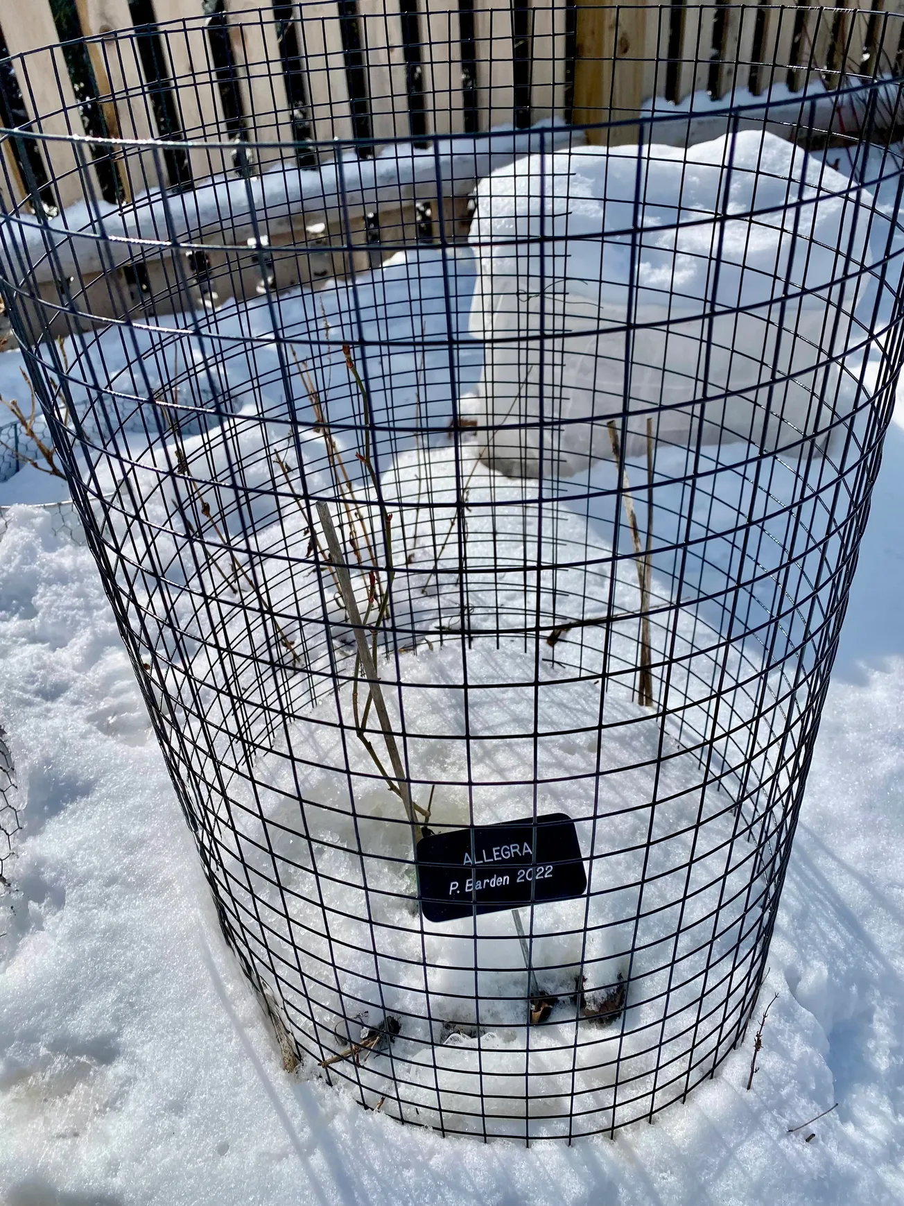 COLLEEN’S GARDEN: Those darn bunnies!