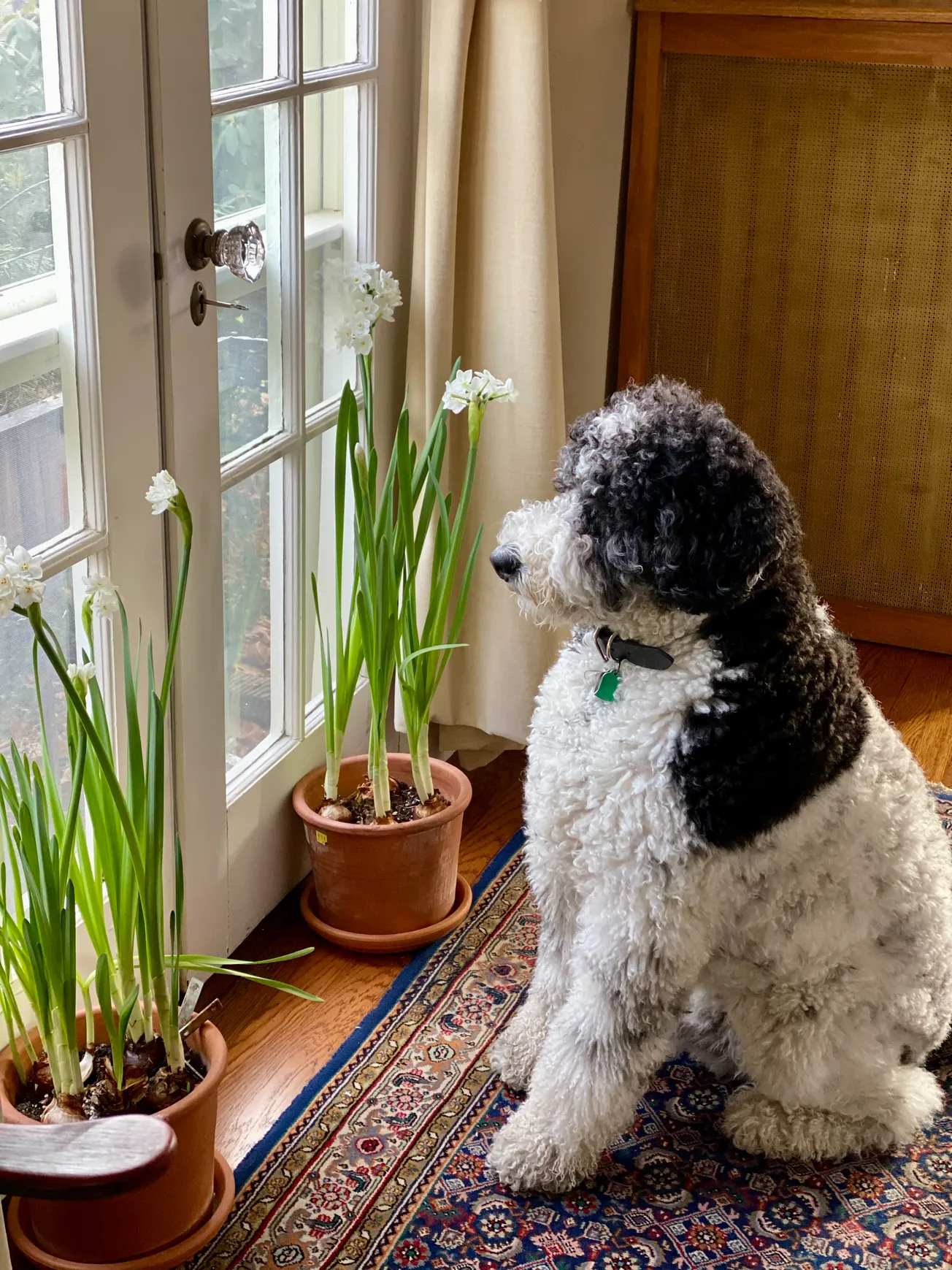 COLLEEN’S GARDEN: Happy  Thanksgiving!