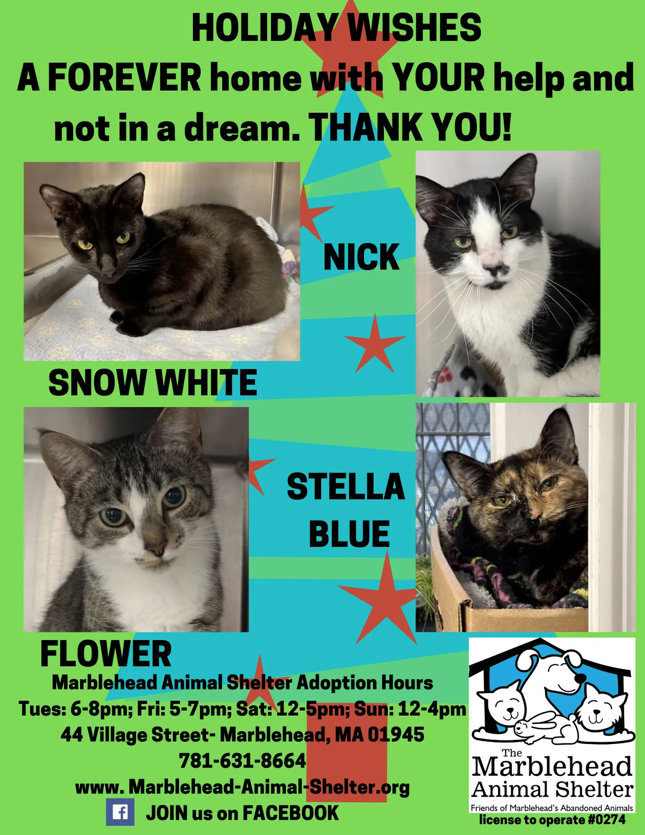 Shelter urges holiday adoptions for four cats