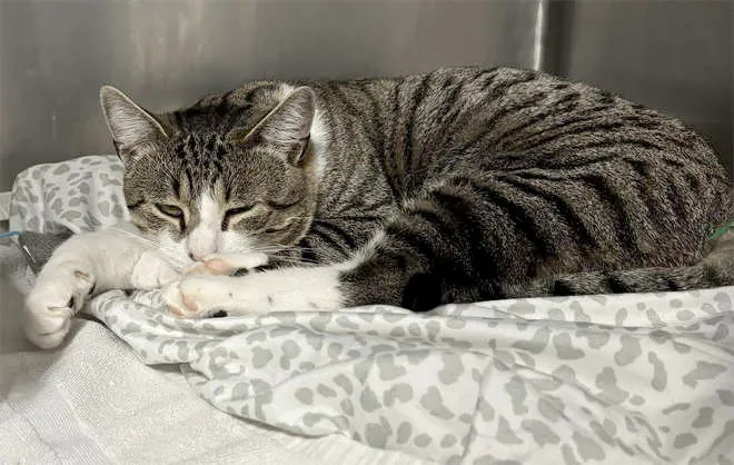 Meet Pringles, a soft-spoken tabby looking for a home