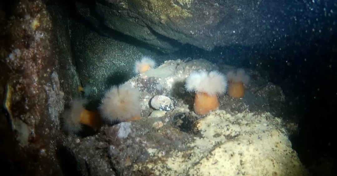 BENEATH THE BLUE: The quiet gardens under Marblehead Harbor