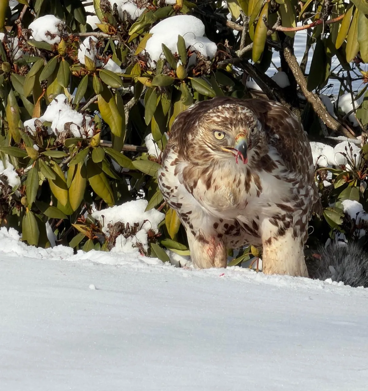Bald eagle, red-tailed hawk spotted in town