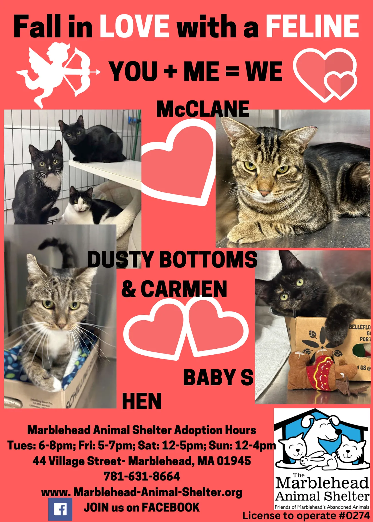 Marblehead Animal Shelter spotlights cats for adoption