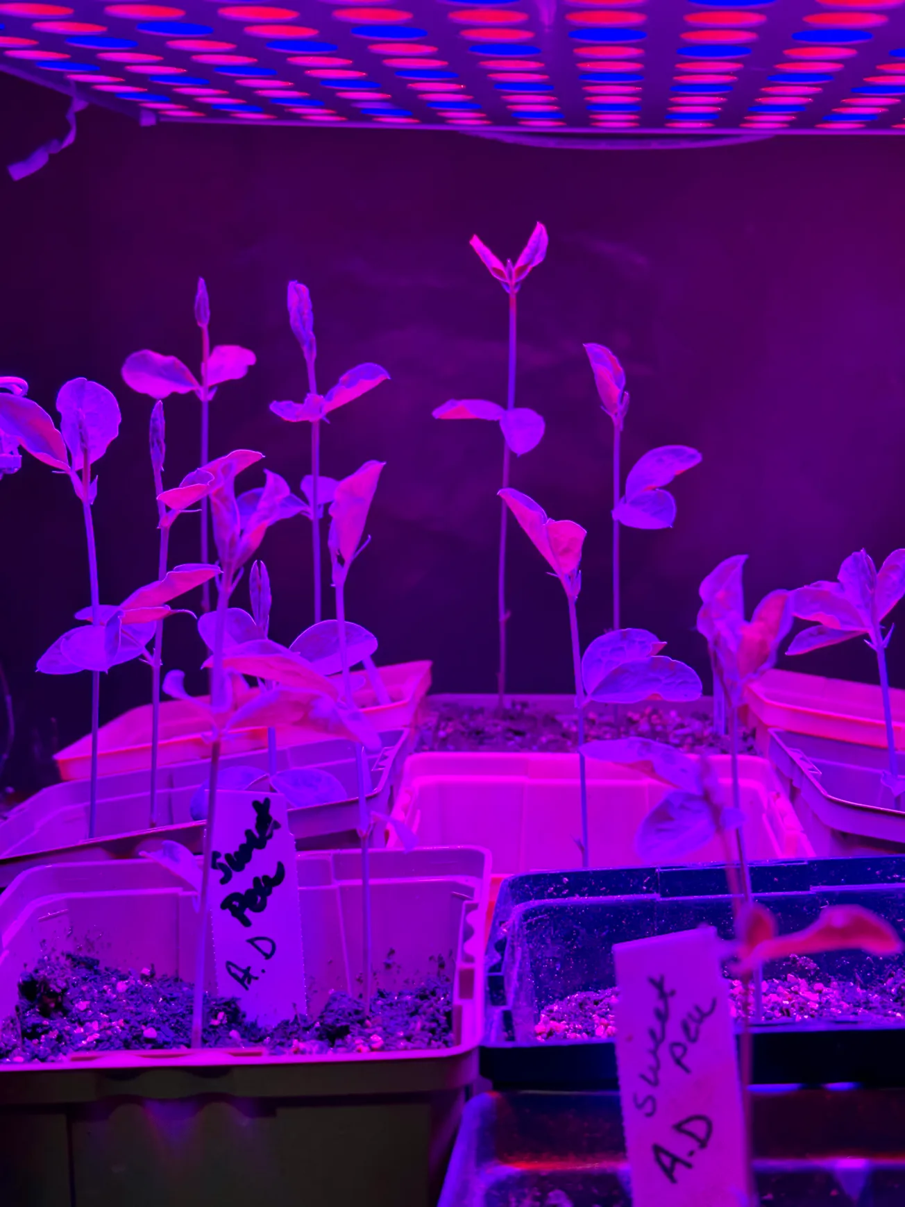 COLLEEN'S GARDEN: Seeds, seeds, seeds!!!