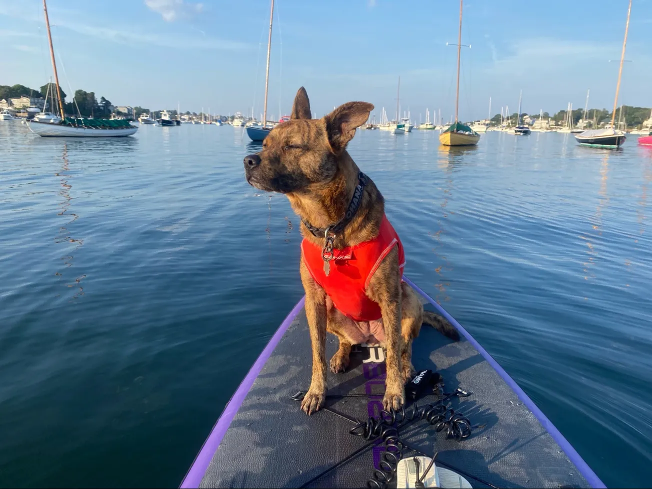 Dockside dog becomes Marblehead’s contender in national pet contest