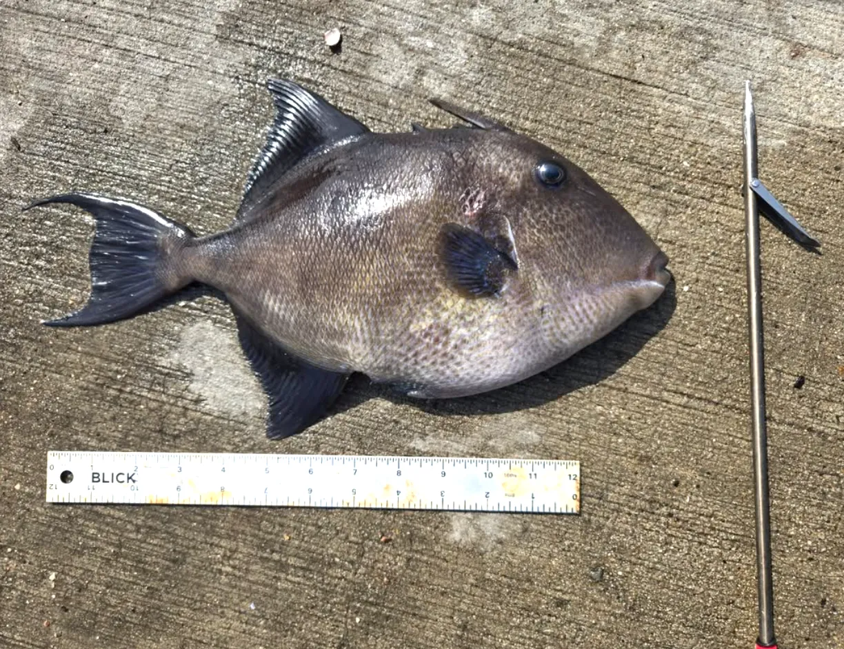 BENEATH THE BLUE: A gray triggerfish makes a surprise appearance