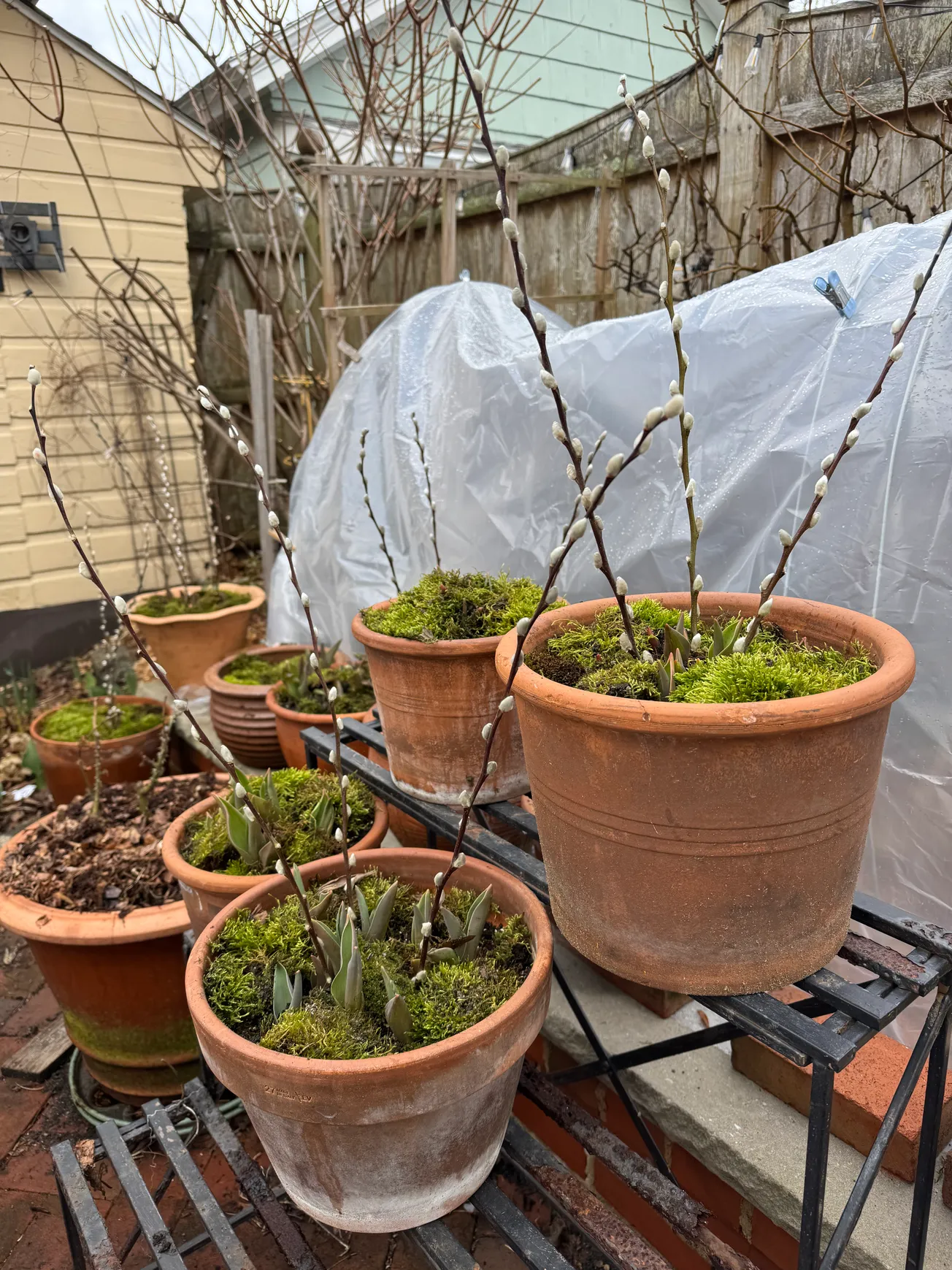 COLLEEN'S GARDEN: April in the garden